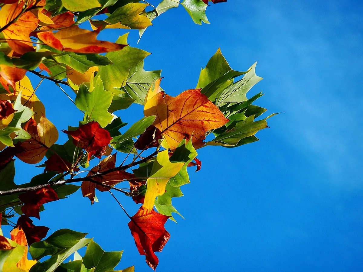Autumn Reflection Prompts: Letting Go as the Season Changes